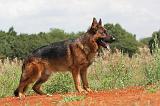 BERGER ALLEMAND 427